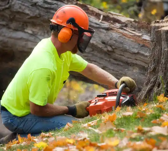 tree services Webberville